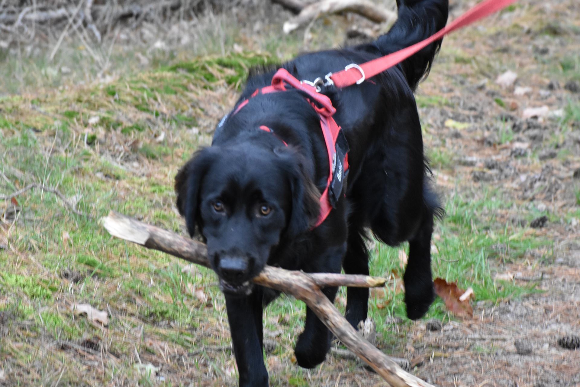 10A SIDE STAND ASSY 2020